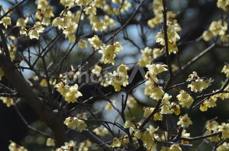冬の花：ロウバイ2 植物,ロウバイ,蝋梅の写真素材