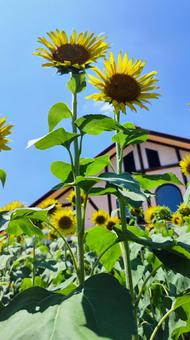 夏を抱きしめる花畑 夏を抱きしめる花畑の写真