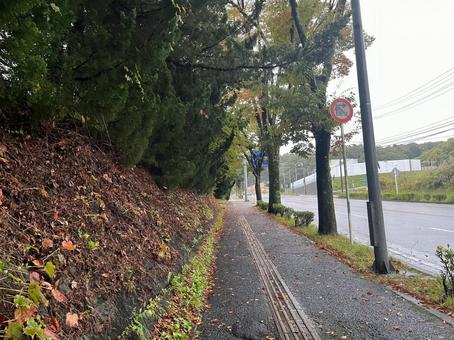 秋の濡れた地面と点字ブロック 点字ブロック,雨,歩道の写真素材