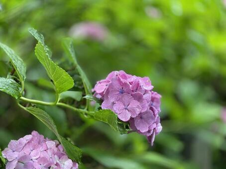 紫陽花 紫陽花の写真