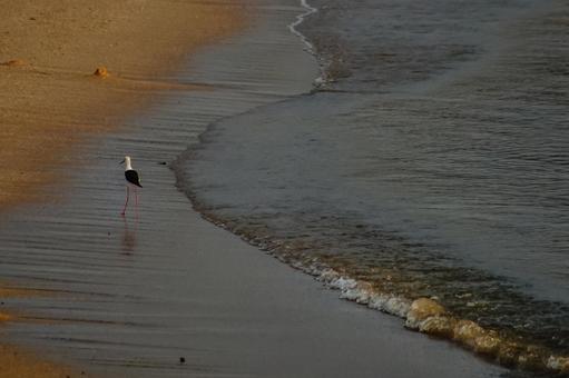 <素材>夏の夜明けの浜辺のセイタカシギ <素材>夏の夜明けの浜辺のセイタカシギの写真
