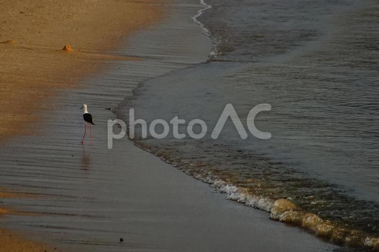 ＜素材＞夏の夜明けの浜辺のセイタカシギ セイタカシギ,風景,海の写真素材
