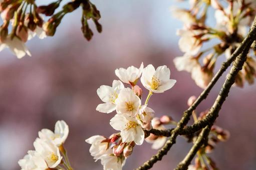 榴岡公園の桜⒂ 榴岡公園の桜⒂の写真