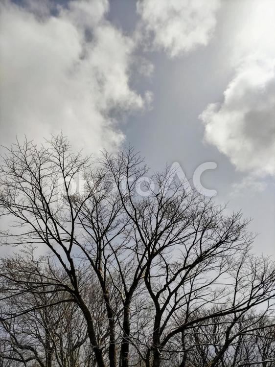 空と木と 景色,空,朝の写真素材