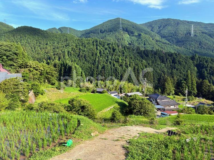 猪篠の棚田 棚田,神河町,猪篠の写真素材