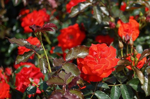 Photo, hyōgo prefecture, aramaki rose park, early summer, 