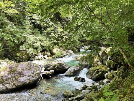 新緑に囲まれた川 新緑に囲まれた川 新緑,川,色鮮やかの写真素材