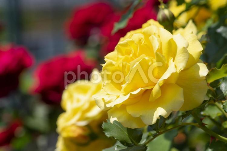色鮮やかな黄色のバラの花　サプライズ サプライズ,バラ,薔薇の写真素材