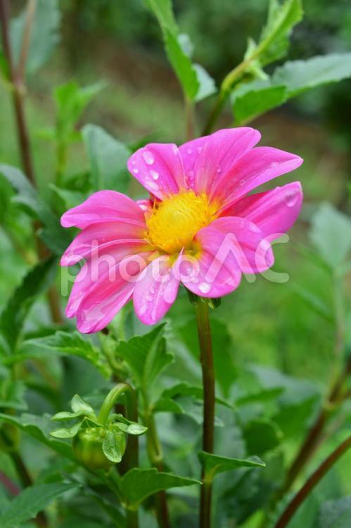 ダリア　テンジクボタン（天竺牡丹）　 花,ダリア,テンジクボタンの写真素材