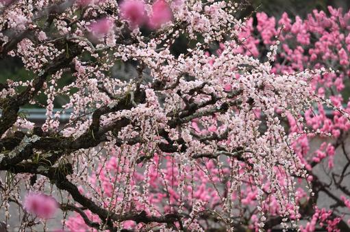 太宰府天満宮の梅 梅,太宰府天満宮,梅の花の写真素材