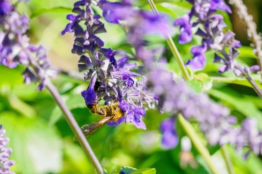 キンケハラナガツチバチ(29) キンケハラナガツチバチ(29) 昆虫,ハチ,キンケハラナガツチバチの写真素材