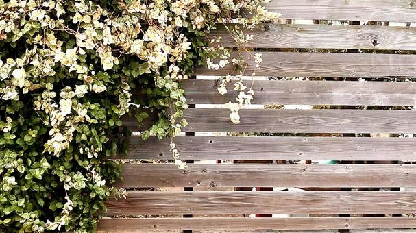 ハツユキカヅラと柵 テクスチャ,板,ハツユキカヅラの写真素材