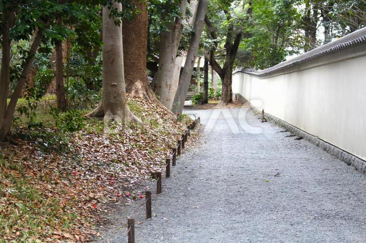 小石川後楽園の石畳 石畳,植物,小石川後楽園の写真素材