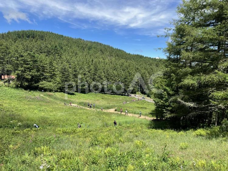 入笠山の花畑の風景（夏） 入笠山,花畑,花の写真素材