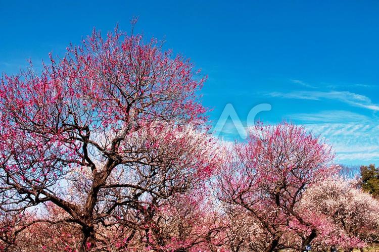青空の下、紅白の梅が満開の梅林　４ 花,梅,紅梅の写真素材