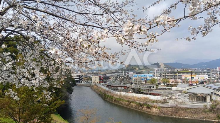桜　-　志免町　水車橋公園 桜,咲く,春の写真素材