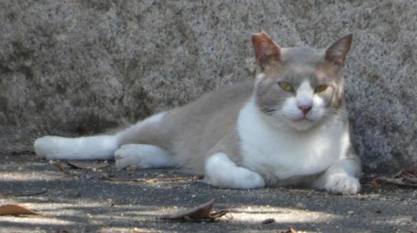 さくらねこ01 さくらねこ01の写真