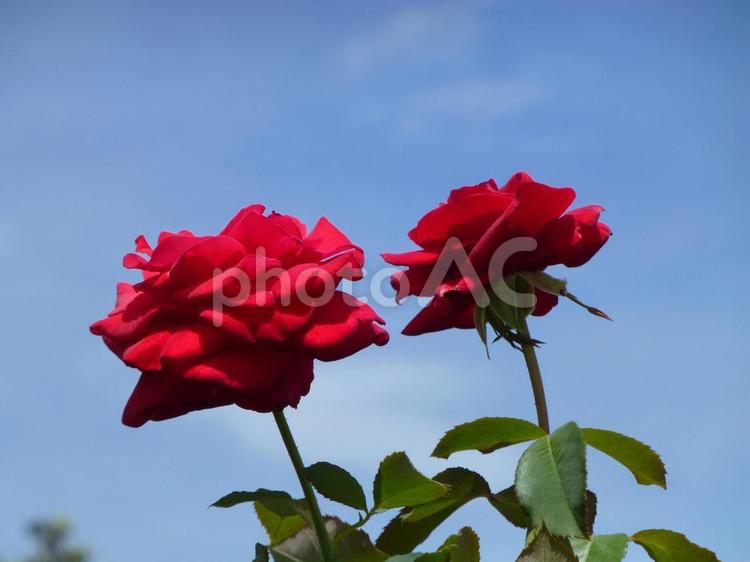 郊外の花壇に並んで咲く赤いバラの花 バラ,花,植物の写真素材