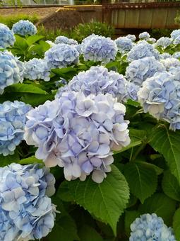 あじさいの写真