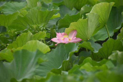 小暑過ぎの町田市野津田町のハス田の大賀蓮 小暑過ぎの町田市野津田町のハス田の大賀蓮 ハス,蓮,大賀蓮の写真素材