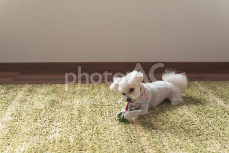 おやつを食べる犬 犬,わんちゃん,ドッグの写真素材