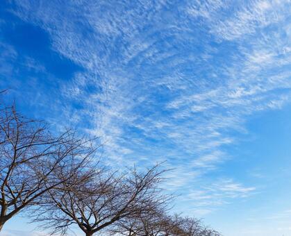 青空と冬の木々 青空,樹木,冬イメージの写真素材