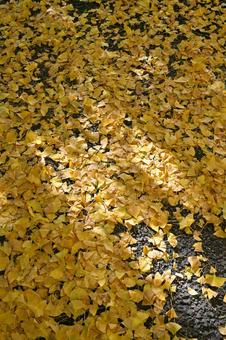 銀杏の葉 銀杏の葉,落ち葉,秋の写真素材