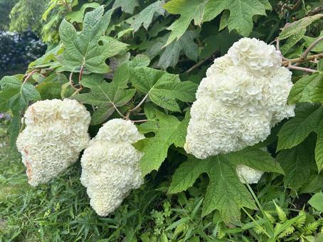 Oak-leaf hydrangea, JPG Oak-leaf hydrangea, JPG