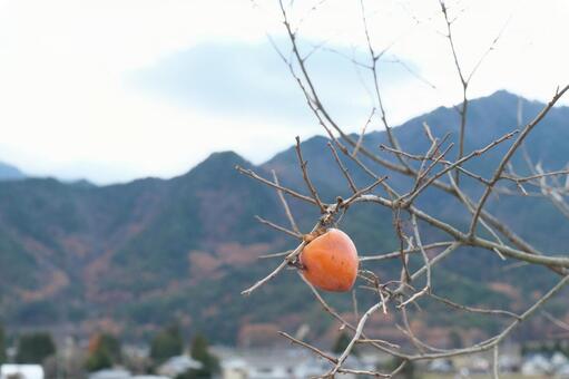 残り一つ 柿,カキ,枝の写真素材