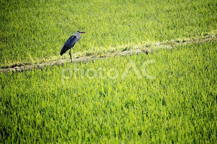 田んぼのサギ サギ,鷺,さぎの写真素材