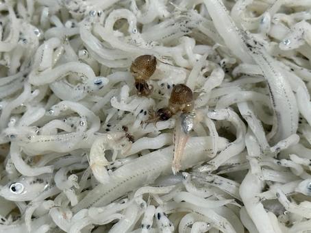 シラスたこ シラス,タコ,小魚の写真素材