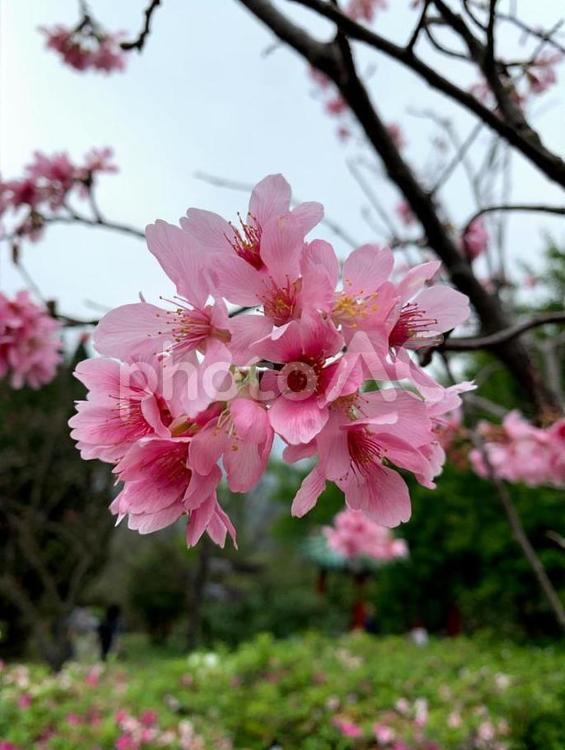 桜 桜,ピンク,櫻の写真素材