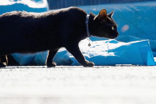Walking black cat, JPG Walking black cat, JPG