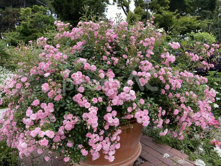 ピンクのバラの木 薔薇,ミニバラ,ピンクの写真素材