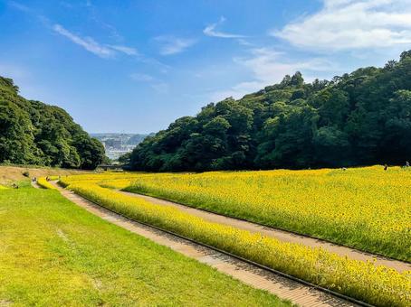 くりはま花の国 8月のひまわり畑 くりはま花の国 8月のひまわり畑 向日葵畑,ヒマワリ,花畑の写真素材