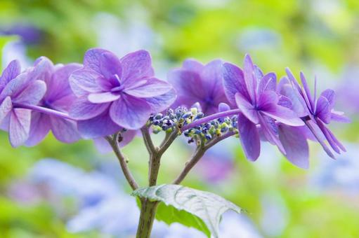 紫陽花 紫陽花の写真
