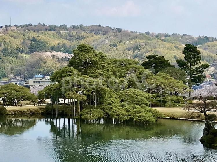日本庭園の松と池 池,湖,遠望の写真素材