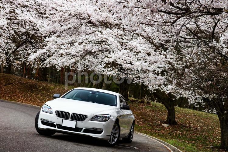自動車と桜の花(かっこいいセダン、スポーツカー) 自動車,車,かっこいい車の写真素材