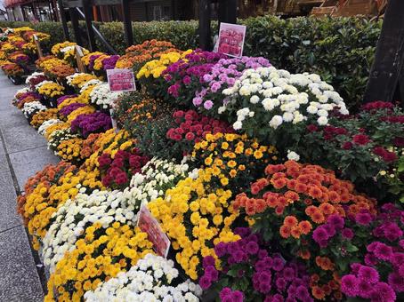 菊まつり 菊,菊まつり,笠間市の写真素材