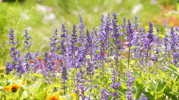 秋の花-322 秋の花-322の写真