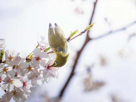 桜とメジロ・サクジロー 桜とメジロ・サクジローの写真