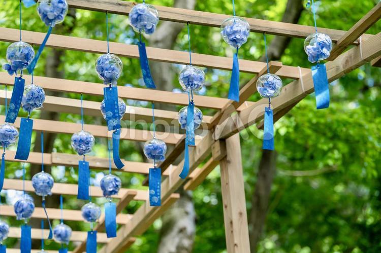 紫陽花の風鈴が揺れる初夏の日本の風景 風鈴,花,紫陽花の写真素材
