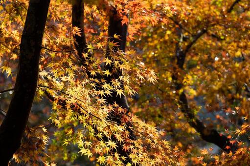 紅葉 紅葉の写真