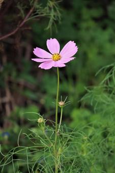 可愛いピンクのコスモスの花 可愛いピンクのコスモスの花の写真
