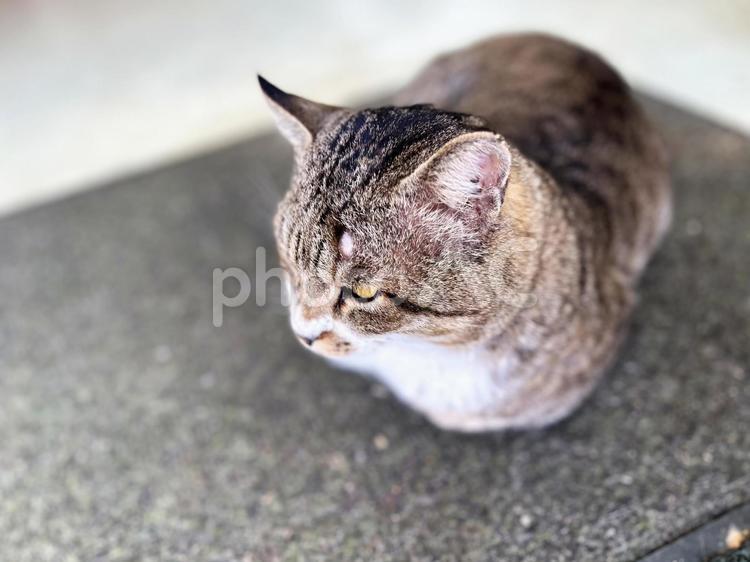 保護猫の頭にケンカの傷跡 サバ白猫,保護猫,ネコの写真素材