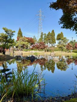 秋の昼間の紫式部公園　11月　紅葉 11月,昼間,カラフルの写真素材