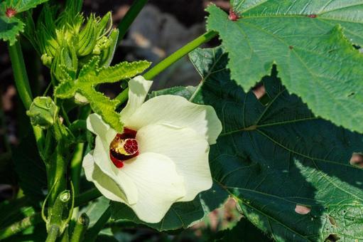 家庭菜園のオクラの白い花 家庭菜園のオクラの白い花の写真