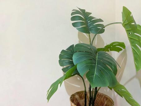 部屋に飾った造花のモンステラ 観葉植物,インテリア,モンステラの写真素材