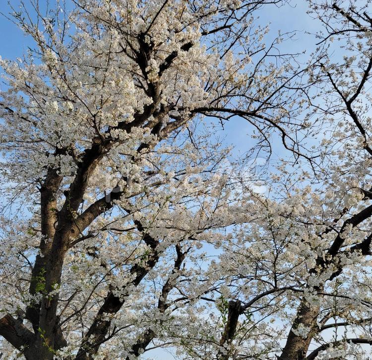 青い空と風情ある桜の花 桜,満開,和風の写真素材