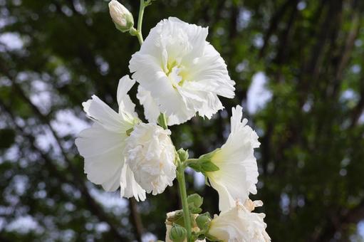 6月上旬の仏生山公園のタチアオイの花 6月上旬の仏生山公園のタチアオイの花 タチアオイ,花,植物の写真素材